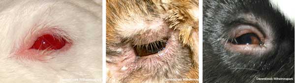 myxomatose geeft verdikte oogleden bij het konijn